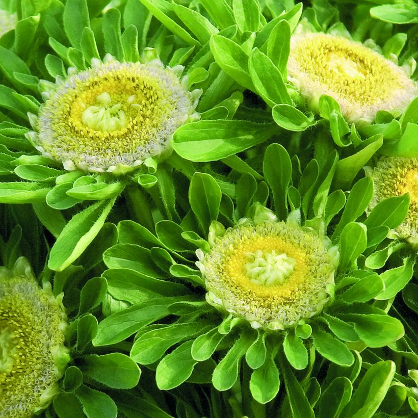 Sommeraster Hulk (Samen) - Callistephus chinensis (Flowering)
