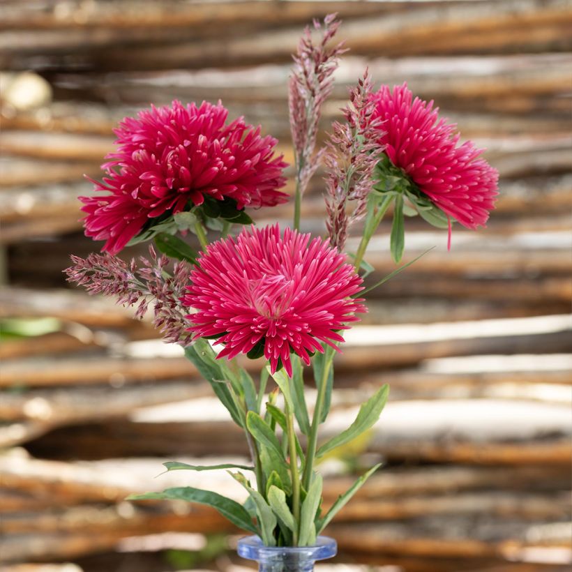 Sommeraster King Size Red (Samen) - Callistephus chinensis (Blüte)