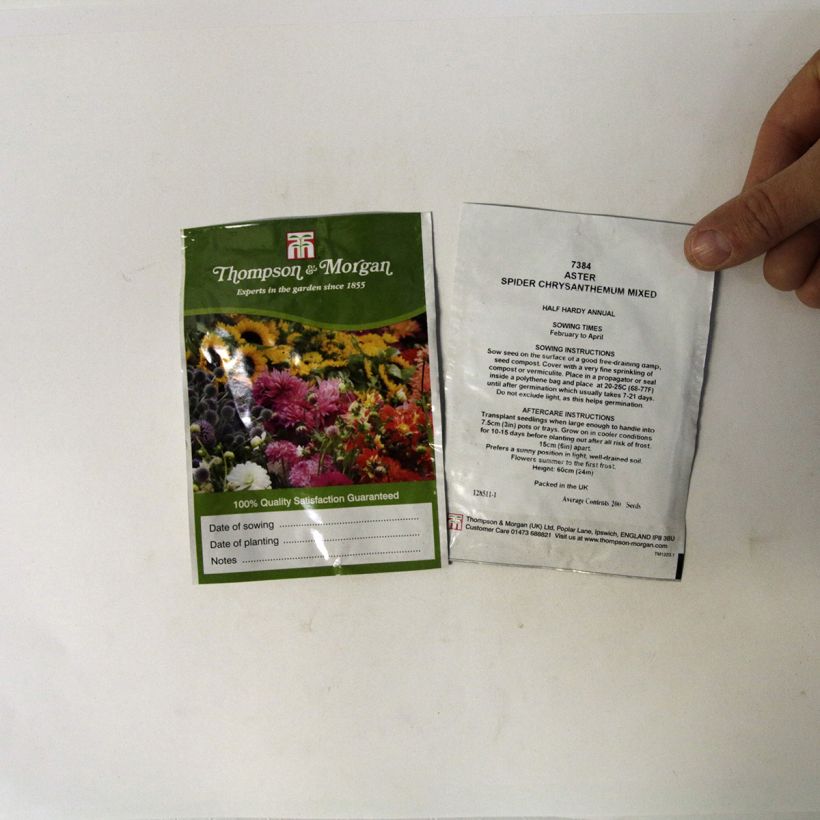 Example of Sommeraster Spider Chrysanthemum (Samen) - Callistephus chinensis per pack of 200 seeds as you get