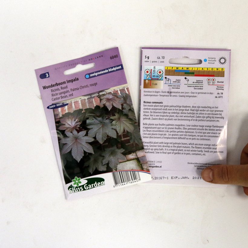 Example of Ricinus communis Palma-Christi (Samen) - Rizinus per pack of 10 seeds as you get