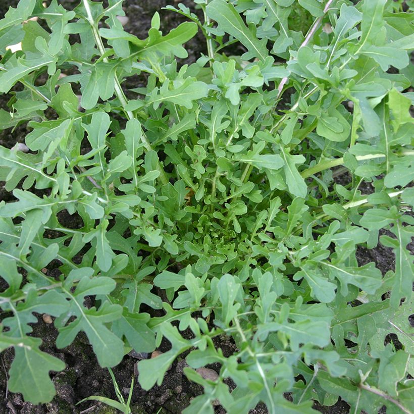 Salat-Rauke Esmée BIO - Eruca sativa (Hafen)