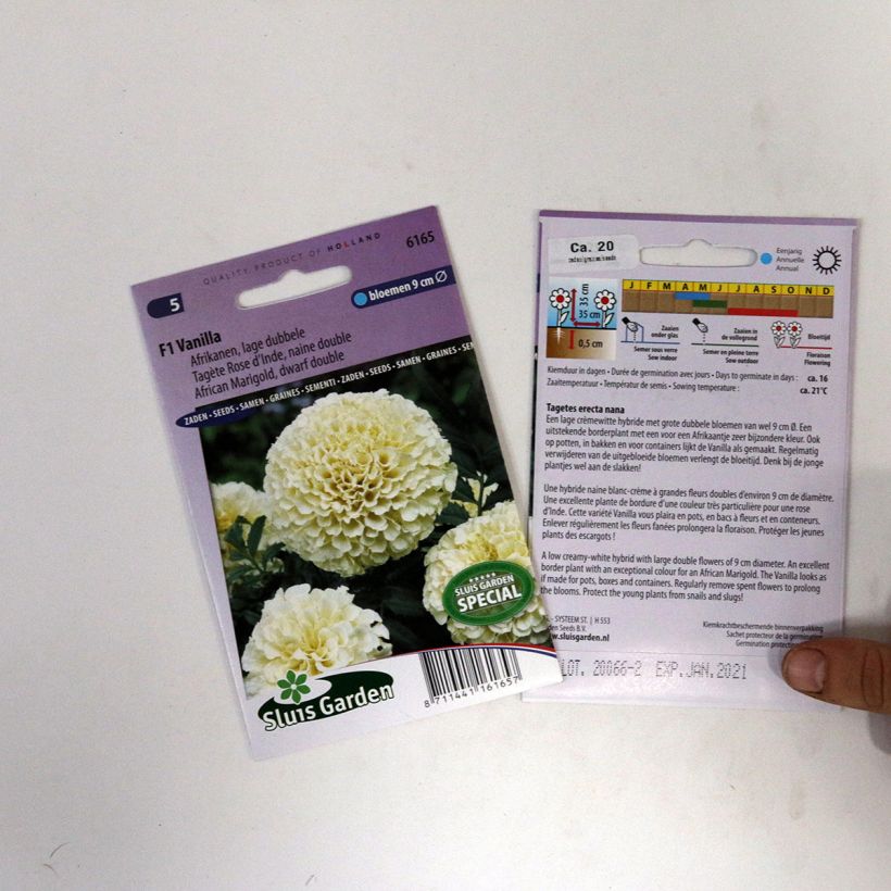 Example of Aufrechte Studentenblume Vanilla (Samen) - Tagetes per pack of 15 seeds as you get