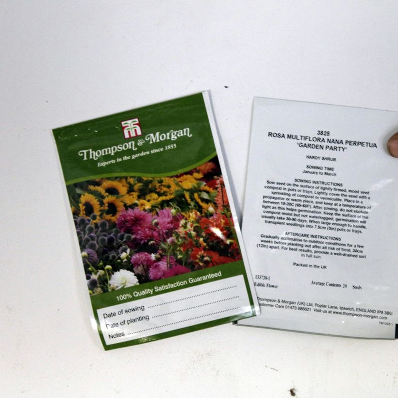 Example of Rosa multiflora nana perpetua Garden Party (Samen) - Zwergrose per pack of 20 seeds as you get