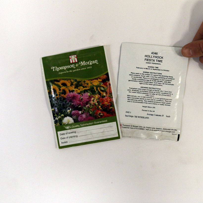 Example of Alcea rosea Fiesta Time (Samen) - Gewöhnliche Stockrose per pack of 35 seeds as you get