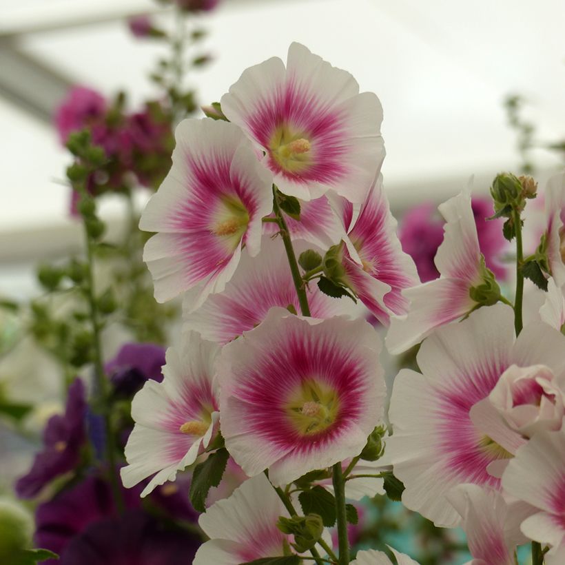 Alcea rosea Halo Blush (Samen) - Gewöhnliche Stockrose (Harvest)