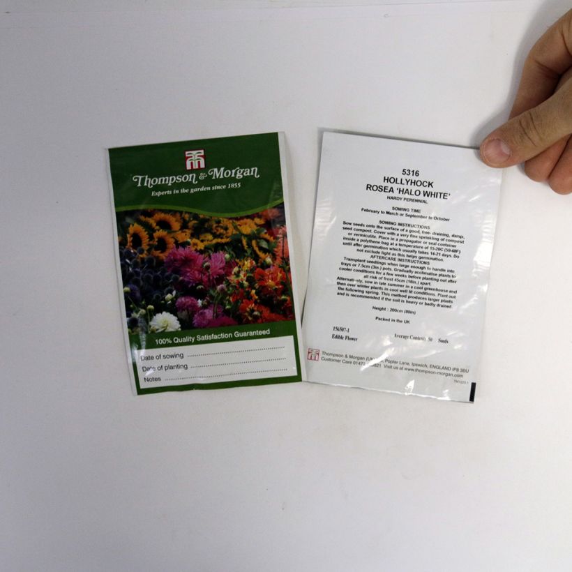 Example of Alcea rosea Halo White (Samen) - Gewöhnliche Stockrose per pack of 25 seeds as you get