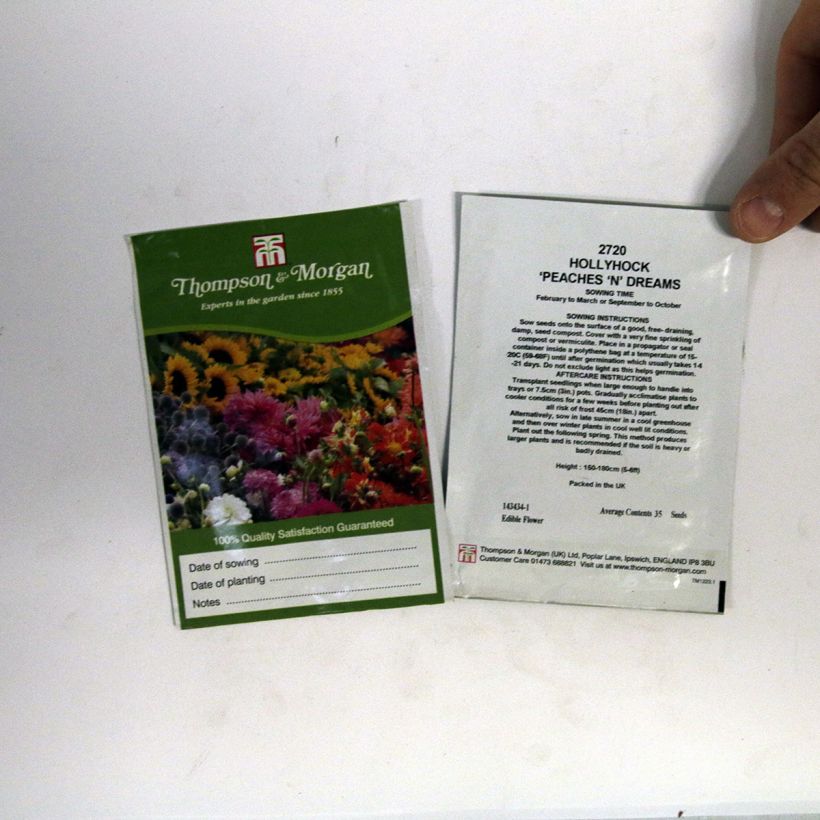 Example of Alcea rosea Peaches N Dreams (Samen) - Gewöhnliche Stockrose per pack of 100 seeds (1g) as you get