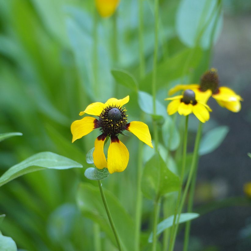 Stängelumfassender Sonnenhut (Samen) - Rudbeckia amplexicaulis (Flowering)
