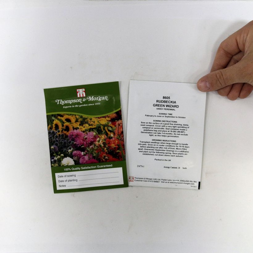 Example of Garten-Sonnenhut Green Wizard (Samen) - Rudbeckia occidentalis per pack of 50 seeds as you get