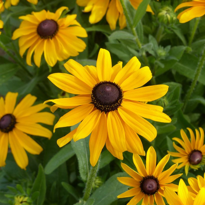 Rauher Sonnenhut Marmelade (Samen) - Rudbeckia (Flowering)