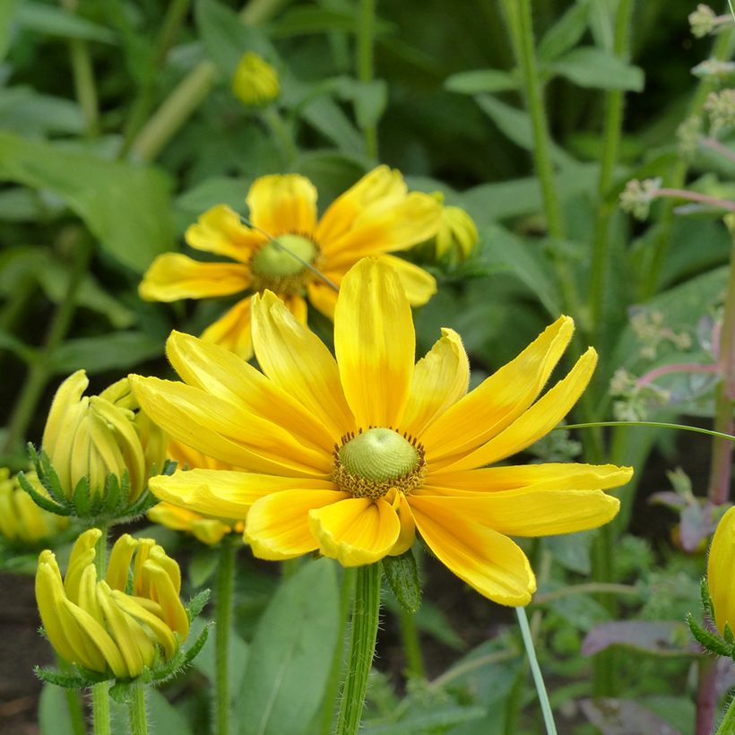 Rauher Sonnenhut Prairie Sun (Samen) - Rudbeckia (Flowering)
