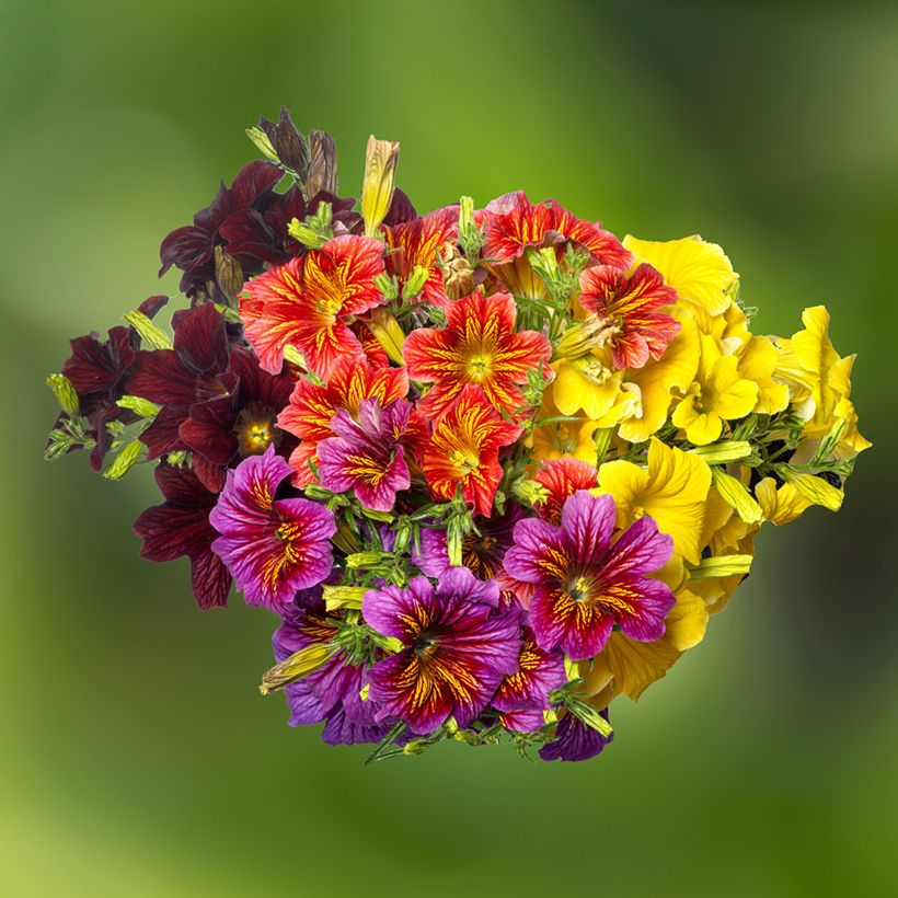 Salpiglossis sinuata Royale F1 Mix (Samen) - Trompetenzunge (Flowering)