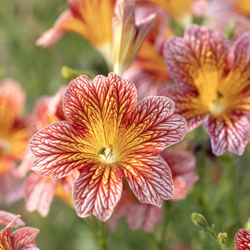 Salpiglossis sinuata Tora Red (Pillierte Samen) - Trompetenzunge (Blüte)