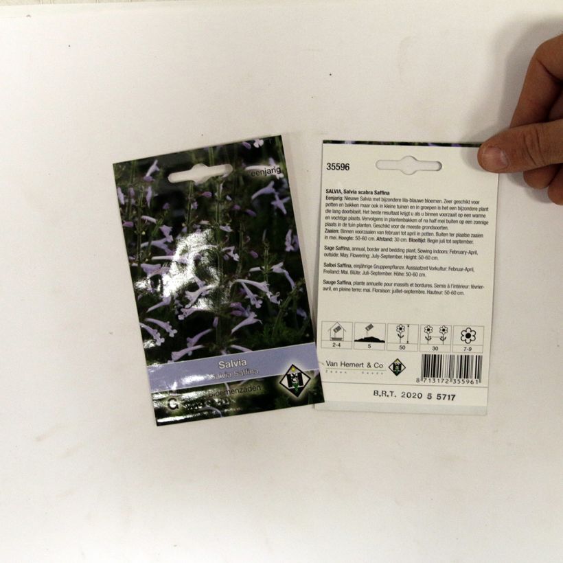 Example of Salvia scabra Saffina (Samen) - Raublattsalbei per pack of 80 seeds as you get