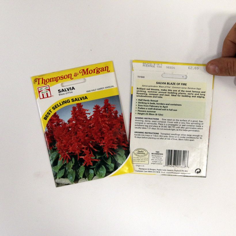 Example of Feuer-Salbei Blaze Of Fire (Samen) - Salvia per pack of 100 seeds (0,4g) as you get