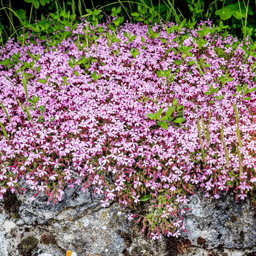 Saponaria ocymoides (Samen) - Rotes Seifenkraut (Plant habit)