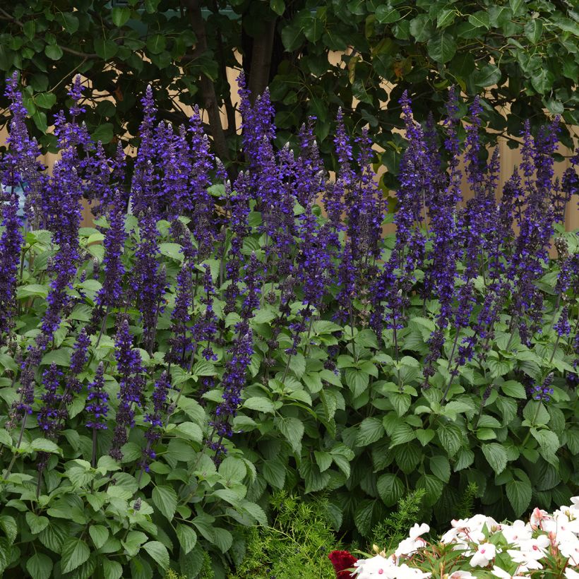 Salvia Big Blue (samen) - Ziersalbei (Hafen)