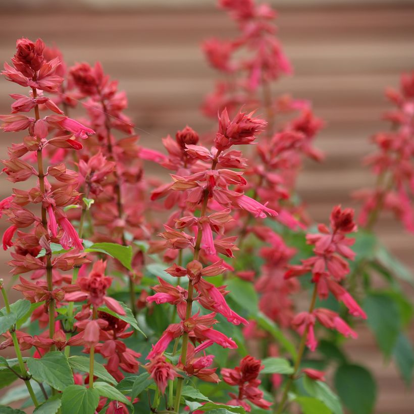Feuer-Salbei Estella Coral (Samen) - Salvia splendens (Blüte)