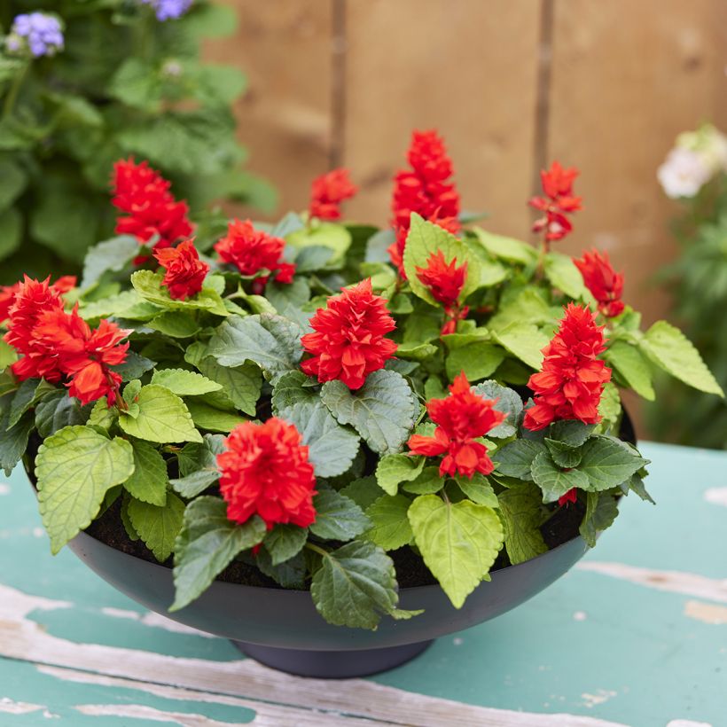 Feuer-Salbei Reddy Lime-leaved Red (Samen) - Salvia (Wuchs)