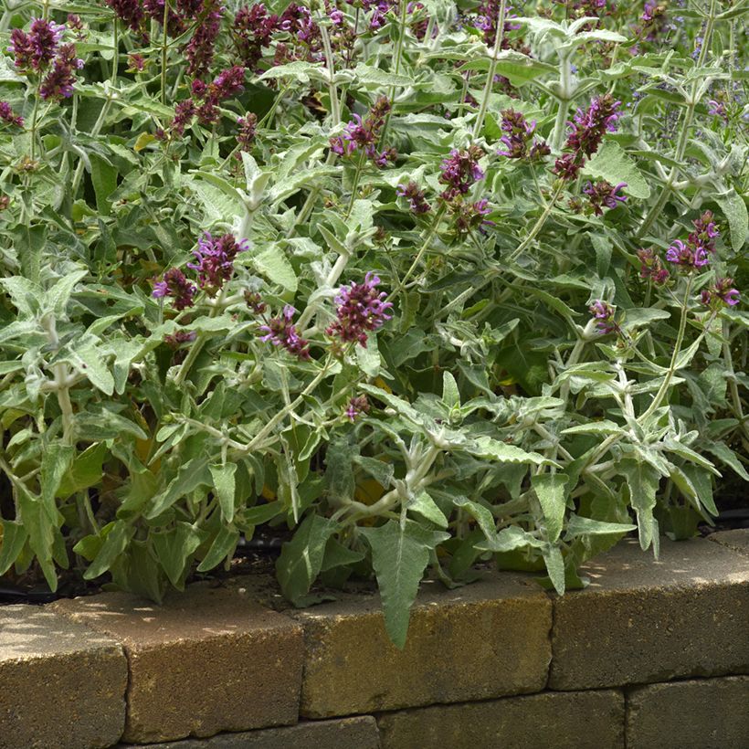 Kanarischer Salbei Lancelot - Salvia canariensis (Plant habit)