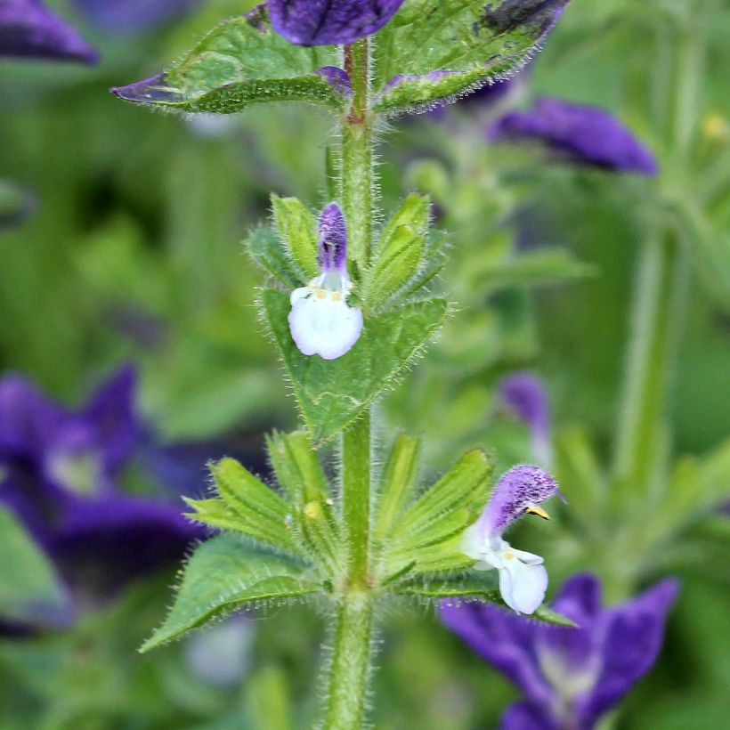 Salvia viridis Blue Monday (Samen) - Buntschopf-Salbei (Flowering)