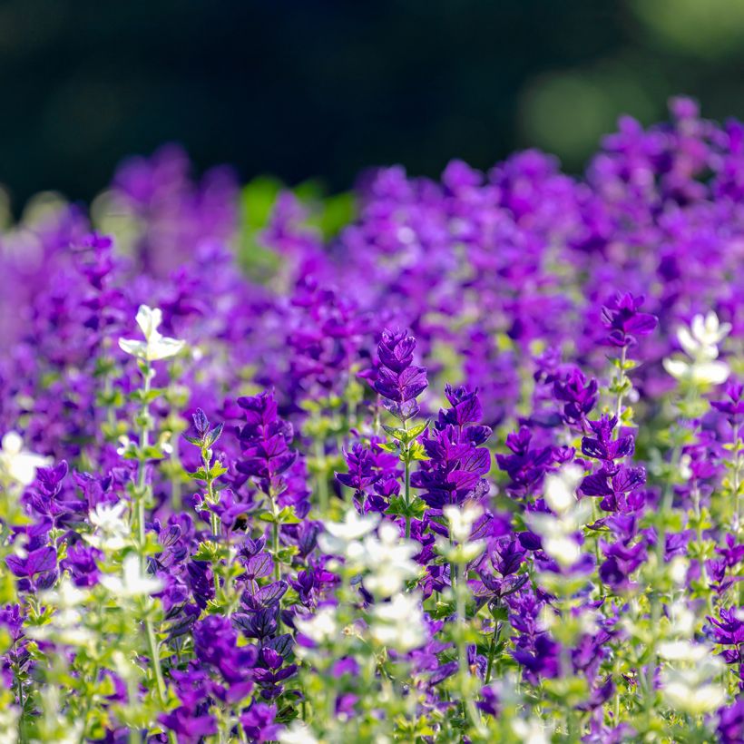 Salvia viridis Blue Monday (Samen) - Buntschopf-Salbei (Plant habit)