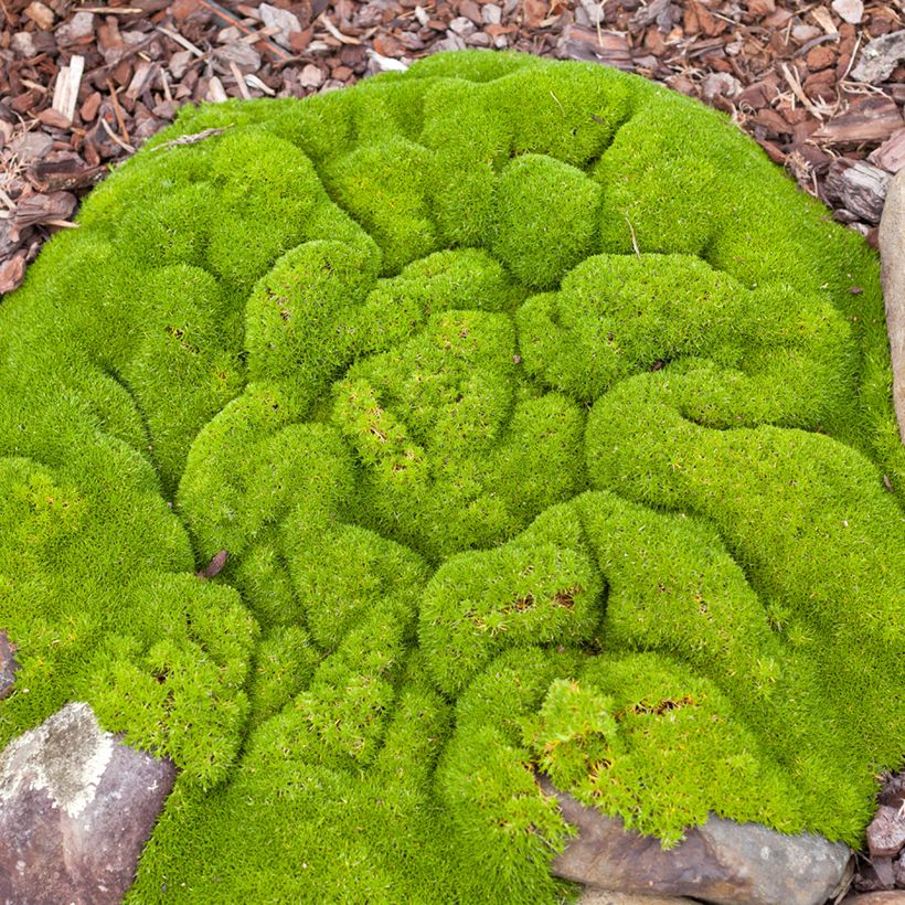 Scleranthus biflorus (Samen) - Knäuel (Plant habit)