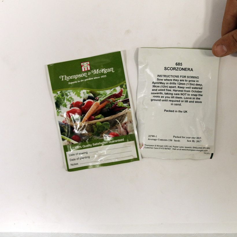 Example of Scorzonera hispanica (Samen) - Garten-Schwarzwurzel per pack of 150 seeds as you get