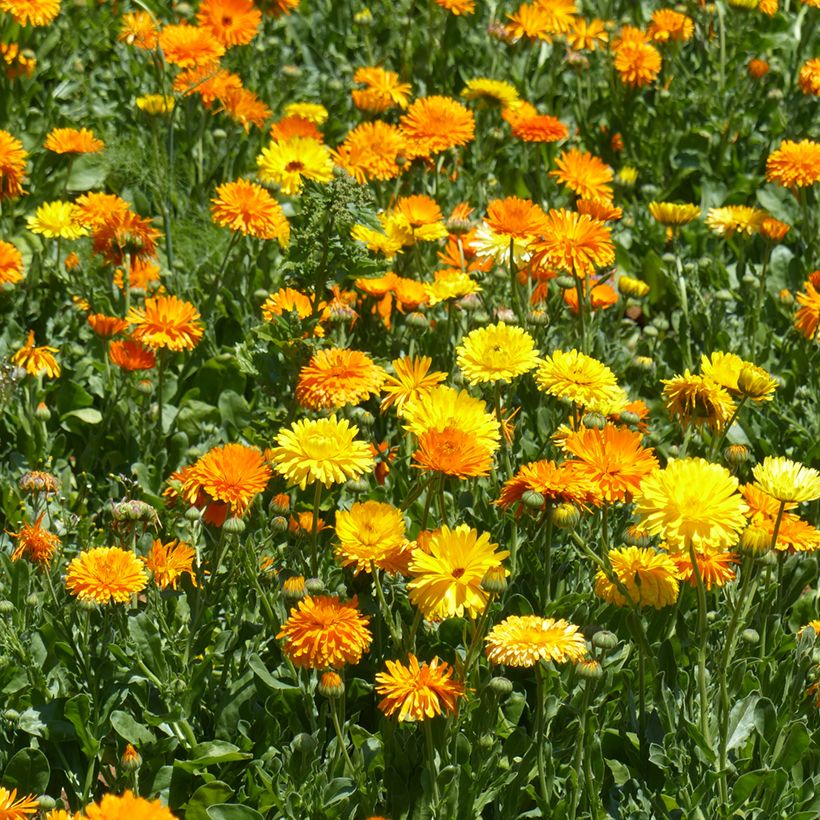 Ringelblume Pacific Beauty Mix (Samen) - Calendula officinalis (Plant habit)