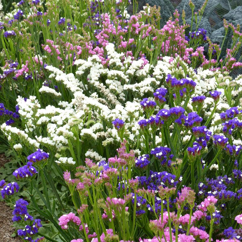 Geflügelter Strandflieder Forever Art Shades (Samen) - Limonium (Plant habit)