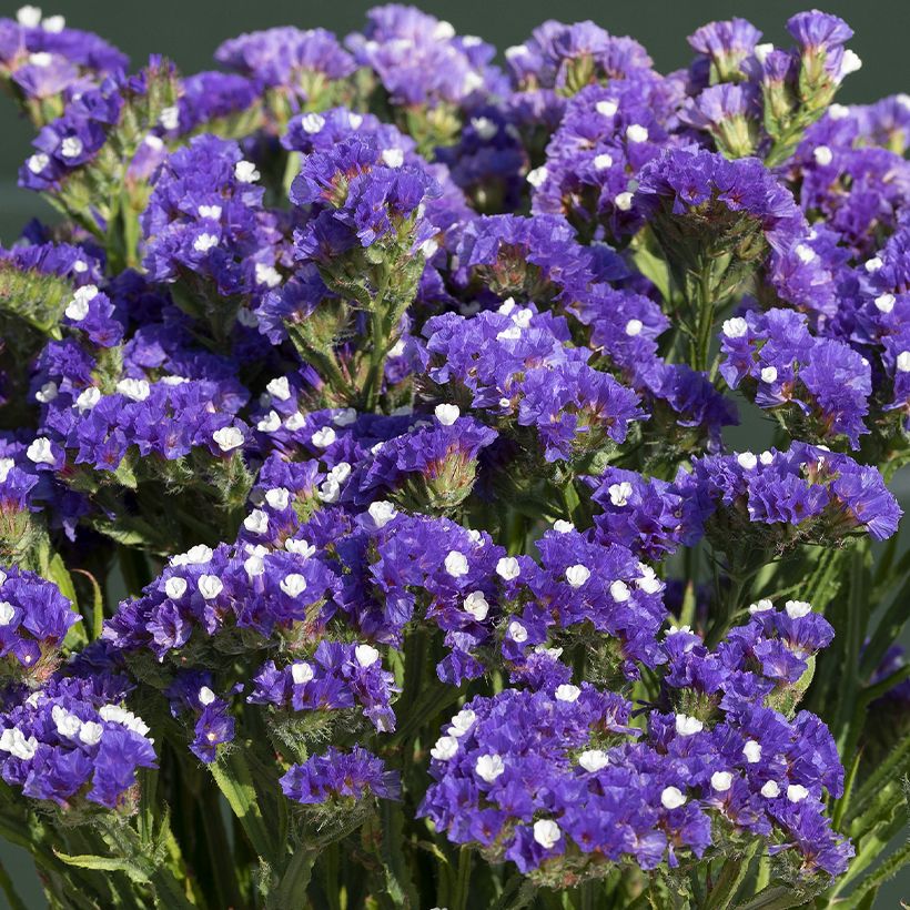 Geflügelter Strandflieder Forever Blue (Samen) - Limonium (Flowering)