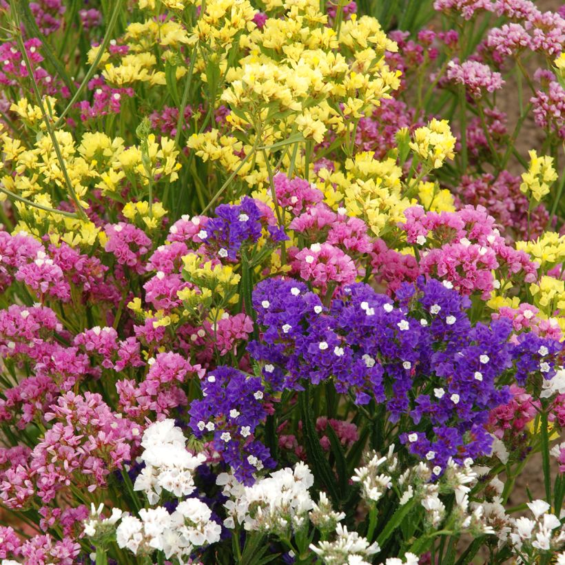 Geflügelter Strandflieder Forever Rose (Samen) - Limonium (Plant habit)