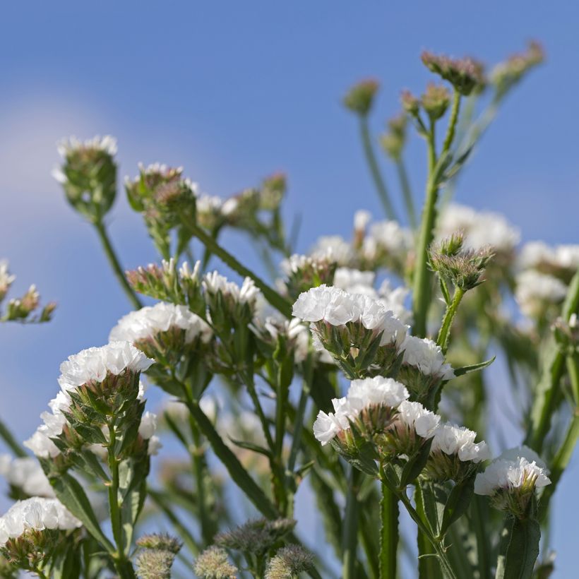 Geflügelter Strandflieder Forever Silver (Samen) - Limonium (Flowering)
