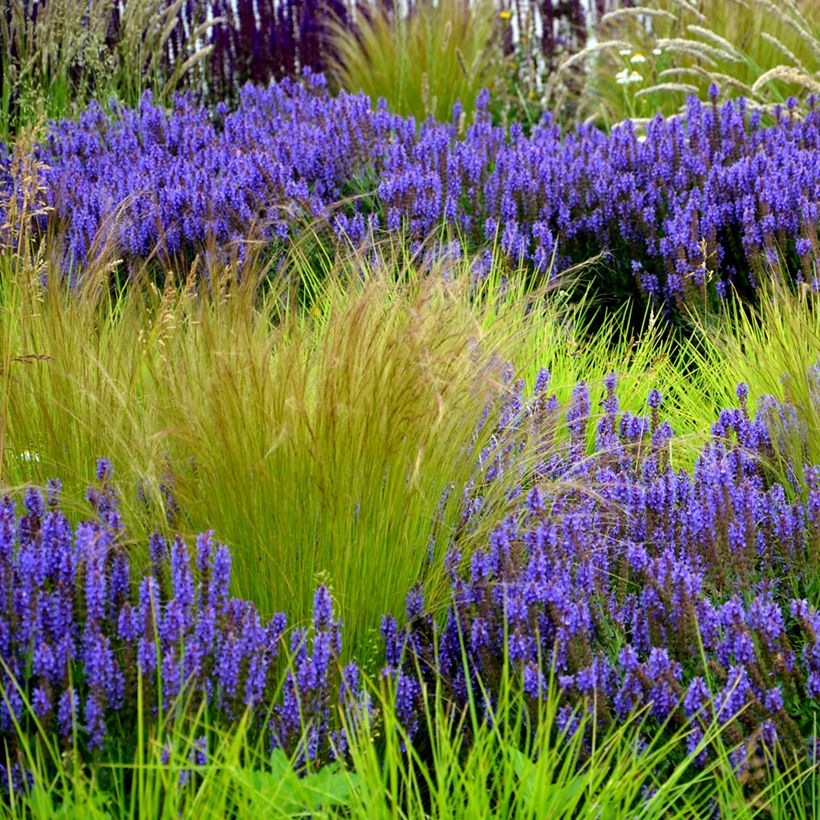 Stipa tenuissima Angel Hair (Samen) - Federgras (Plant habit)