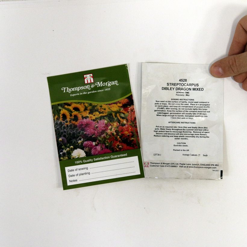 Example of Streptocarpus hybridus Dibleys Dragon Mixed (Samen) - Drehfrucht per pack of 20 seeds as you get