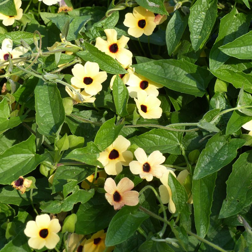 Schwarzäugige Susanne Peach Eye (Samen) - Thunbergia alata (Hafen)
