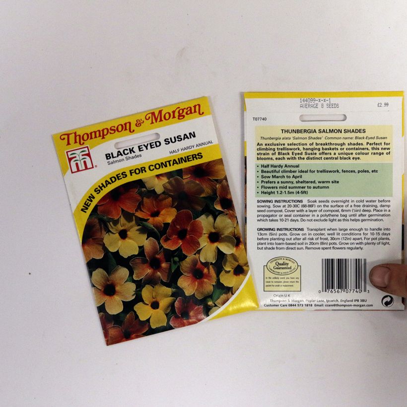 Example of Thunbergia alata Salmon Shades (Samen) per 2 g seed pack as you get