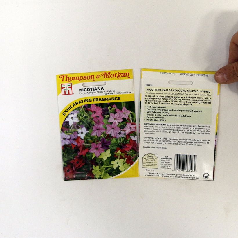 Example of Niederer Ziertabak Eau De Cologne (Samen) - Nicotiana per pack of 40 seeds as you get