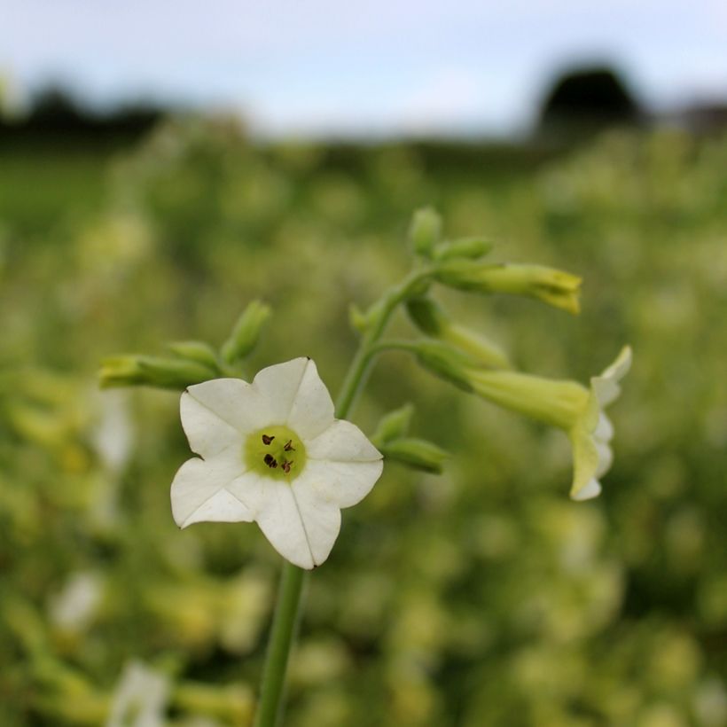 Flügel-Tabak Starlight Dancer (Samen) - Nicotiana hybrida (Flowering)