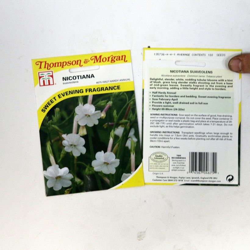 Example of Ziertabak (Samen) - Nicotiana suaveolens per pack of 100 seeds as you get