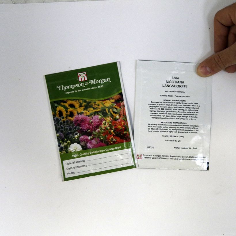 Example of Grüner Ziertabak (Samen) - Nicotiana langsdorffii per pack of 500 seeds (0,1g) as you get