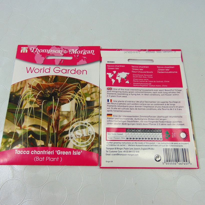 Example of Tacca chantrieri Green Isle (Samen) - Fledermausblume per pack of 15 seeds as you get