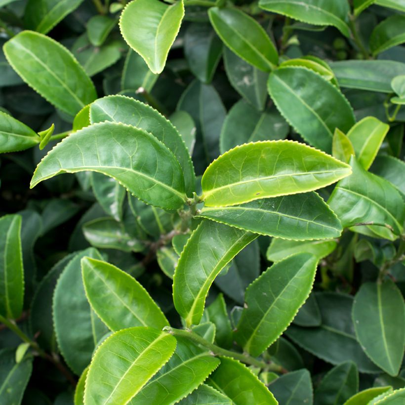 Camellia sinensis (Samen) - Chinesischer Teestrauch (Foliage)