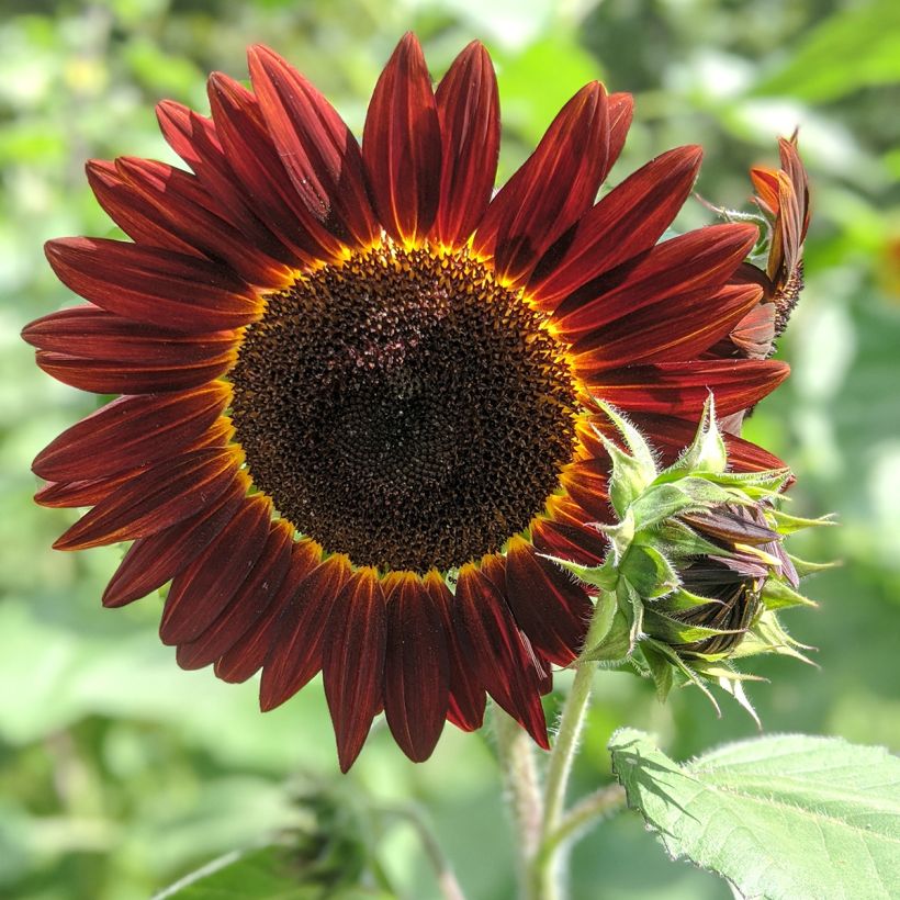 Sonnenblume Desire Red F1 (Samen) - Helianthus (Flowering)