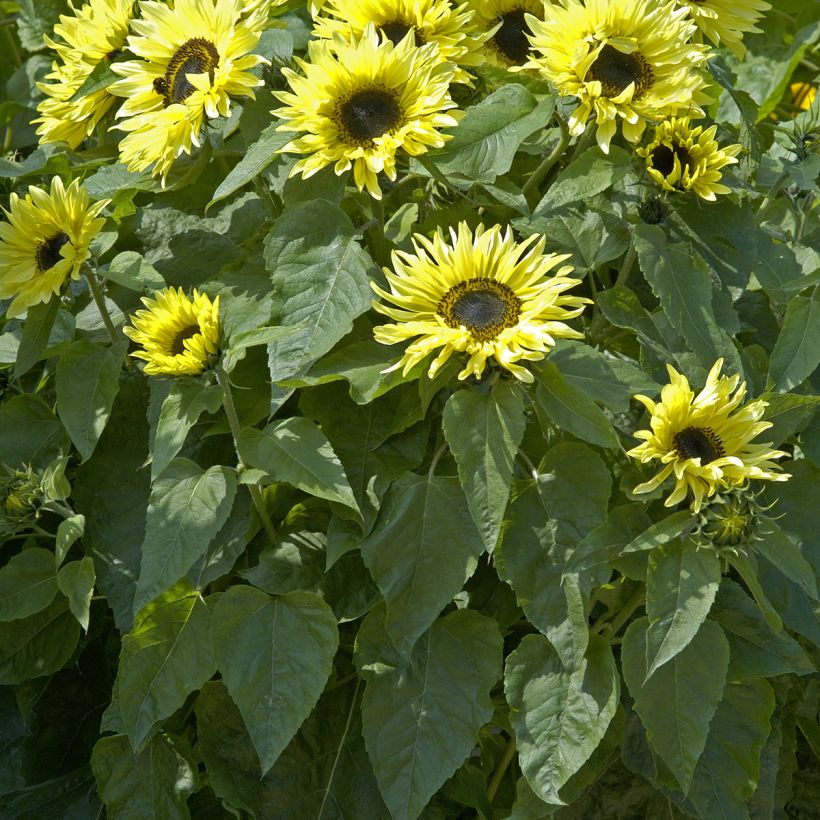 Gemeine Sonnenblume Garden Statement - Helianthus (Foliage)
