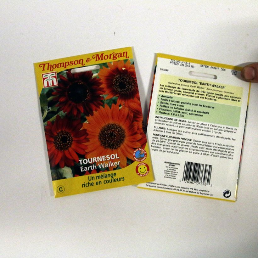Example of Gemeine Sonnenblume Earth Walker - Helianthus per 0.95 g seed pack as you get