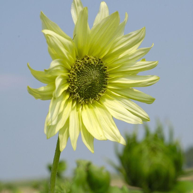Sonnenblume Italian Green Heart (Samen) - Helianthus debilis subsp. cucumerifolius (Flowering)