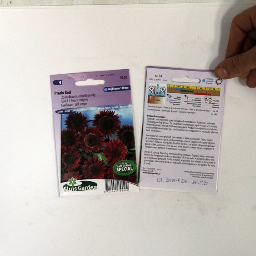 Example of Gemeine Sonnenblume Prado Red - Helianthus per pack of 18 seeds as you get