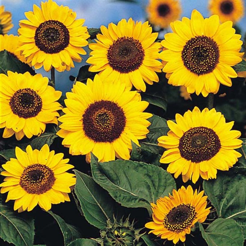 Sonnenblume Prado Yellow (Samen) - Helianthus (Flowering)