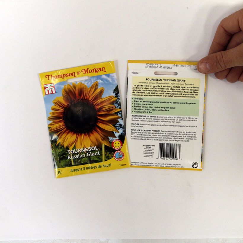Example of Gemeine Sonnenblume Russian Giant - Helianthus per pack of 60 seeds as you get